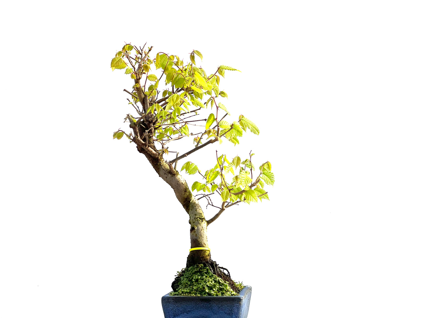 Zelkova Serrata 2043