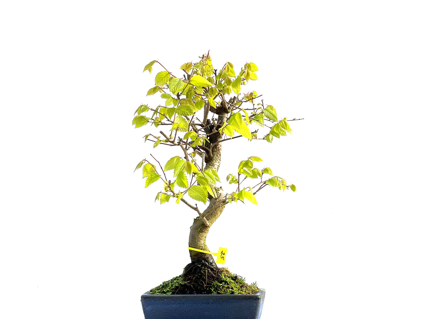 Zelkova Serrata 2043
