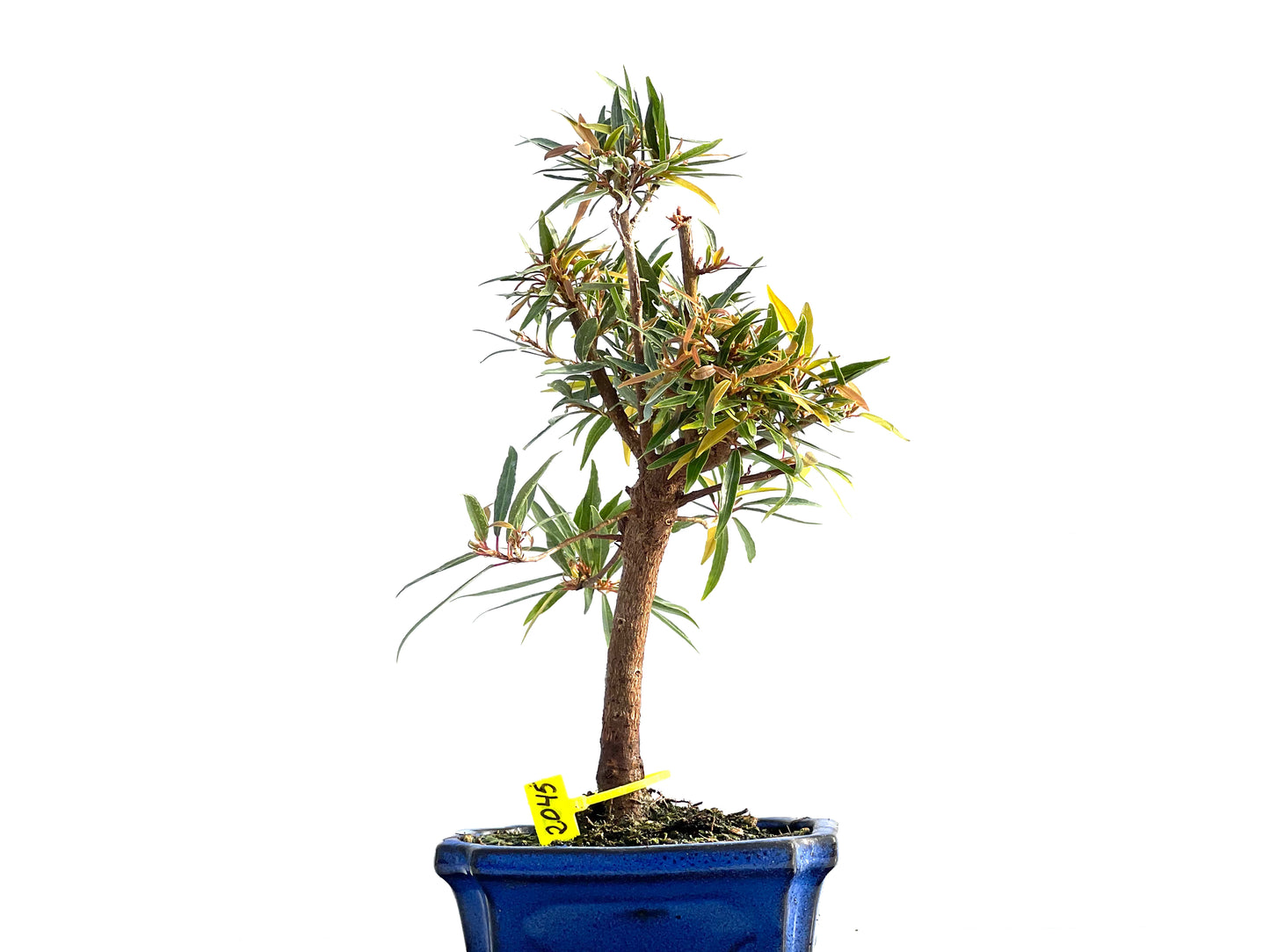 Ficus Nerifolia 2045