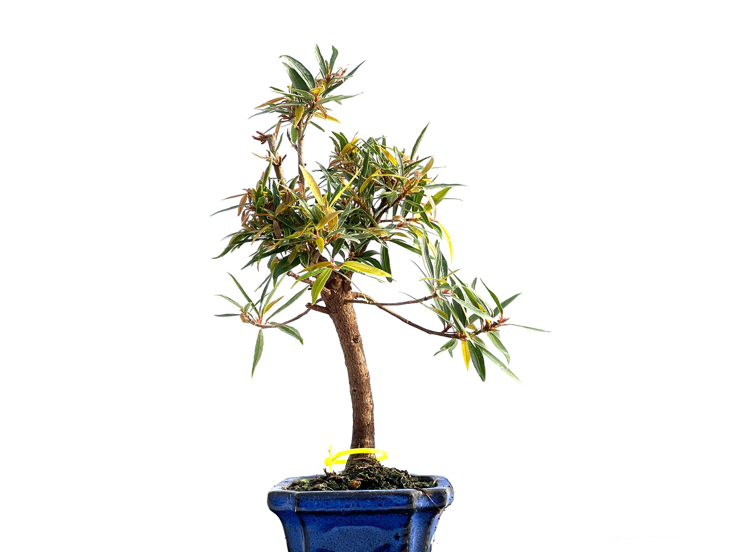 Ficus Nerifolia 2045