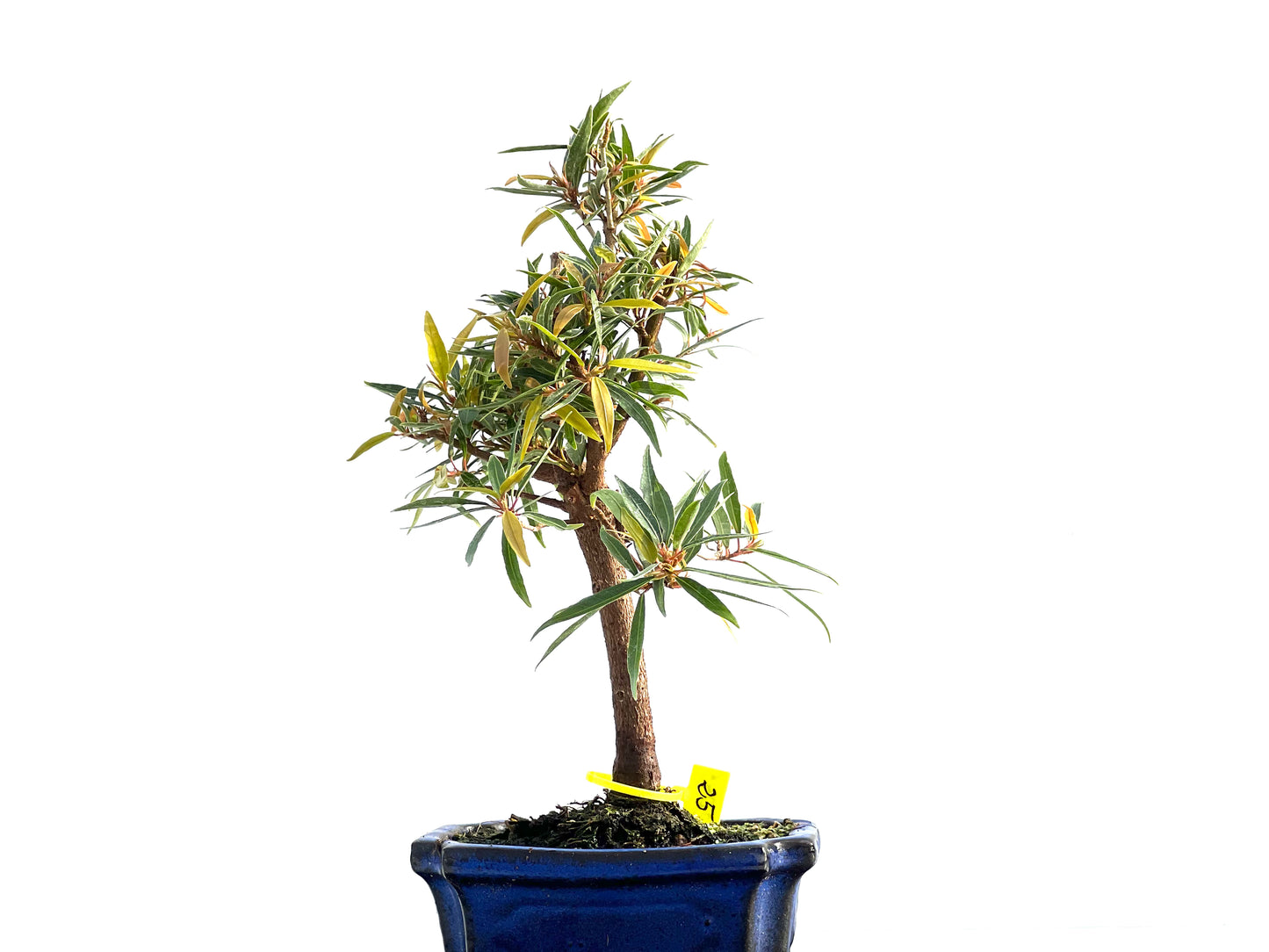 Ficus Nerifolia 2045
