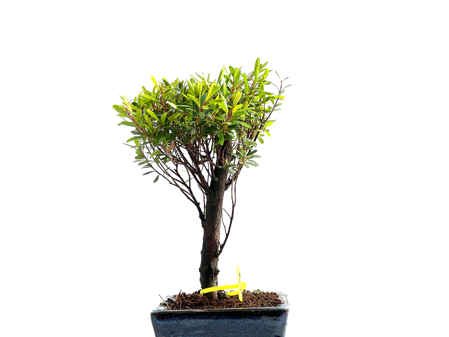 Syzigium Buxifolium 2046