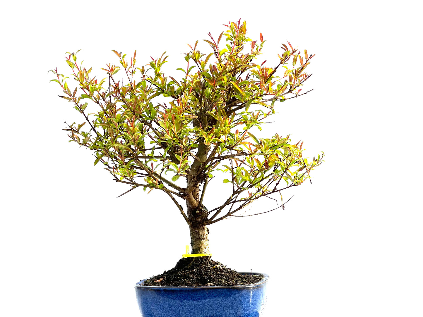 Punica Granatum Nana 2048