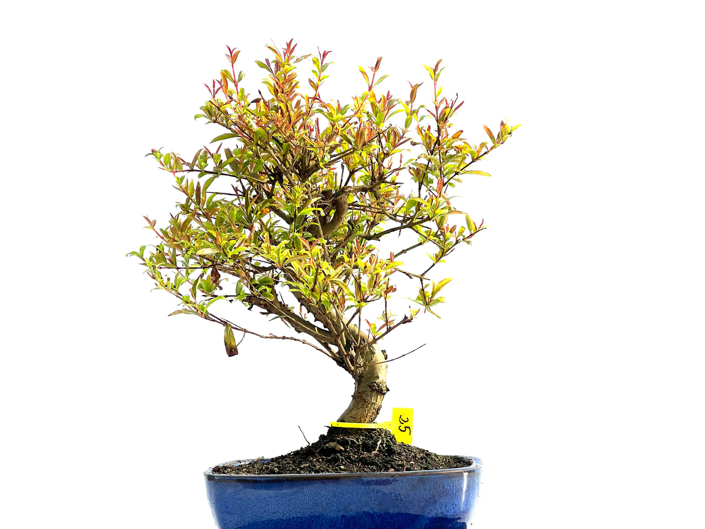 Punica Granatum Nana 2048