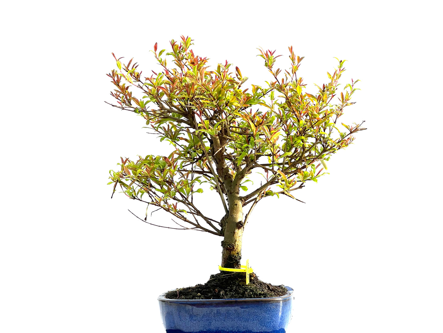 Punica Granatum Nana 2048