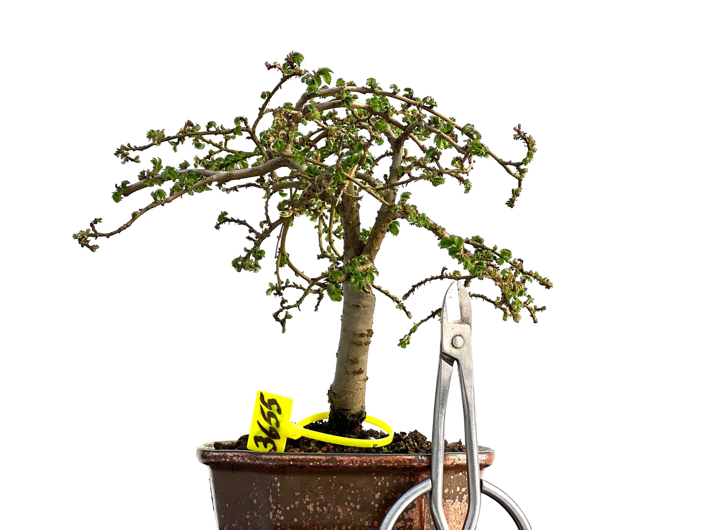 Ulmus Parvifolia 3655