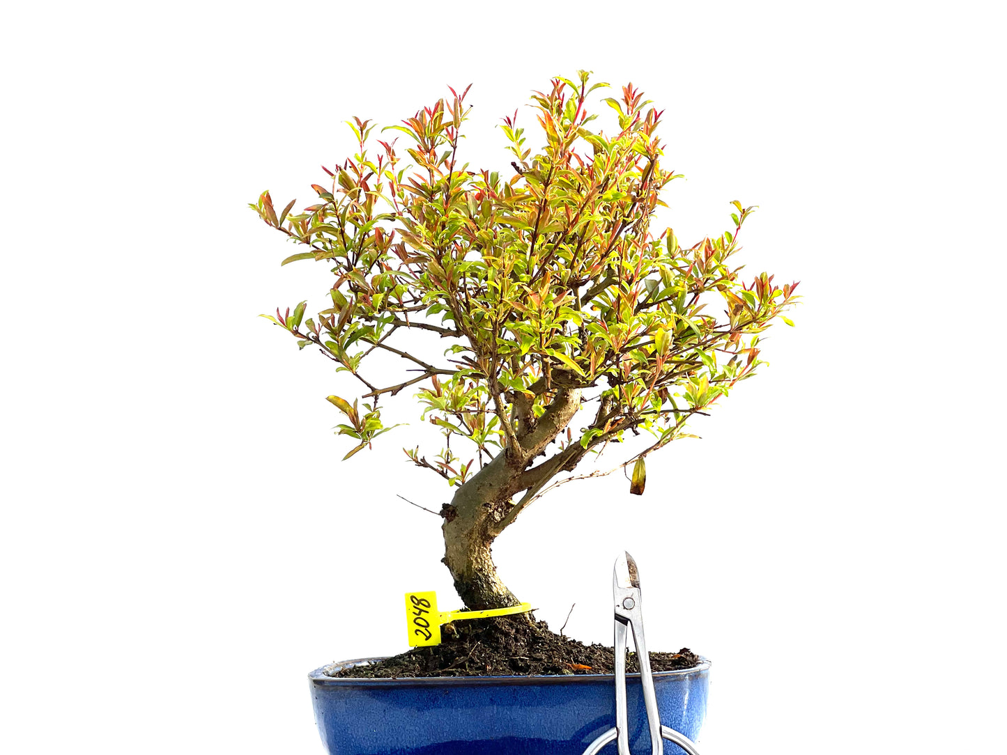 Punica Granatum Nana 2048