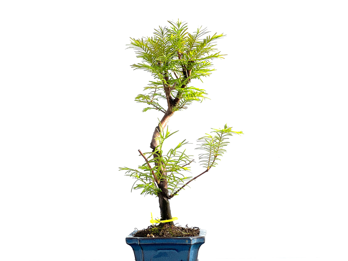 Metasequoia Glyptostroboides 2049