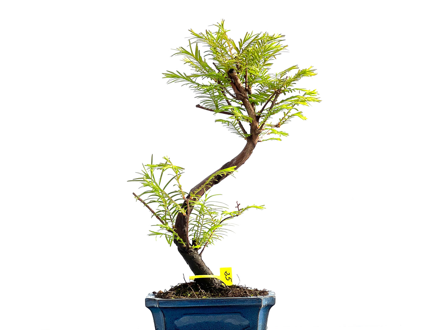 Metasequoia Glyptostroboides 2049