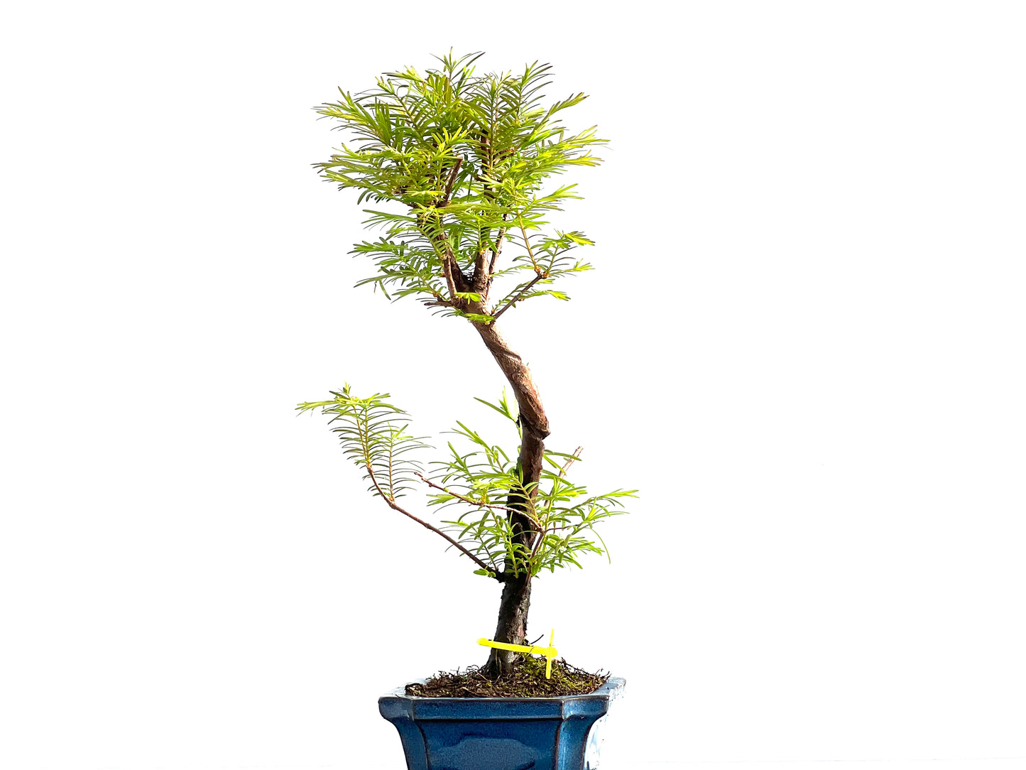 Metasequoia Glyptostroboides 2049