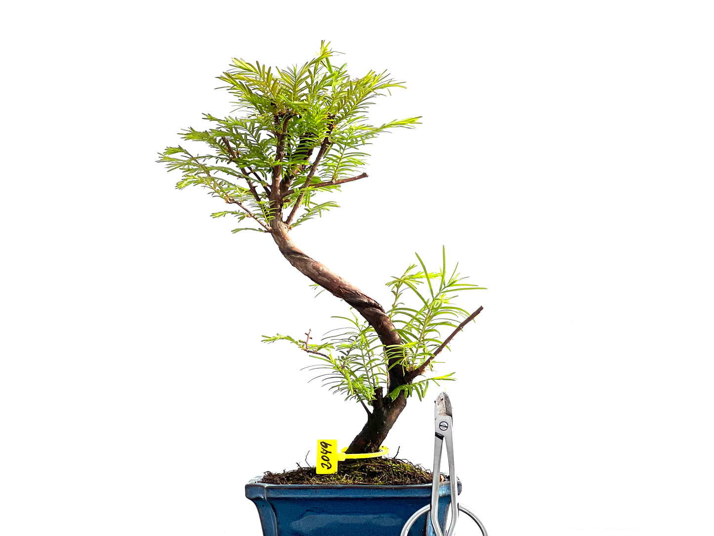 Metasequoia Glyptostroboides 2049