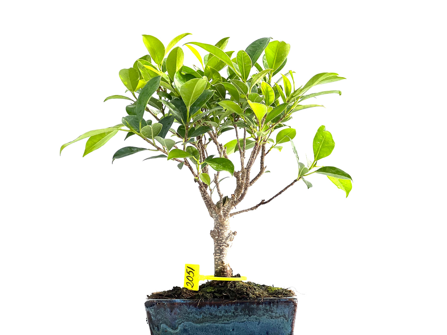 Ficus Tiger Bark 2051