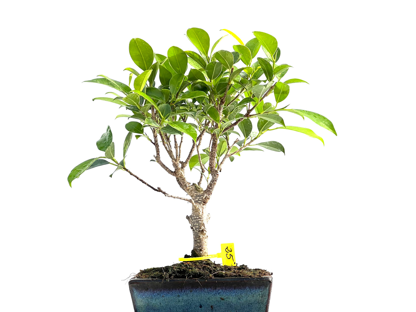 Ficus Tiger Bark 2051