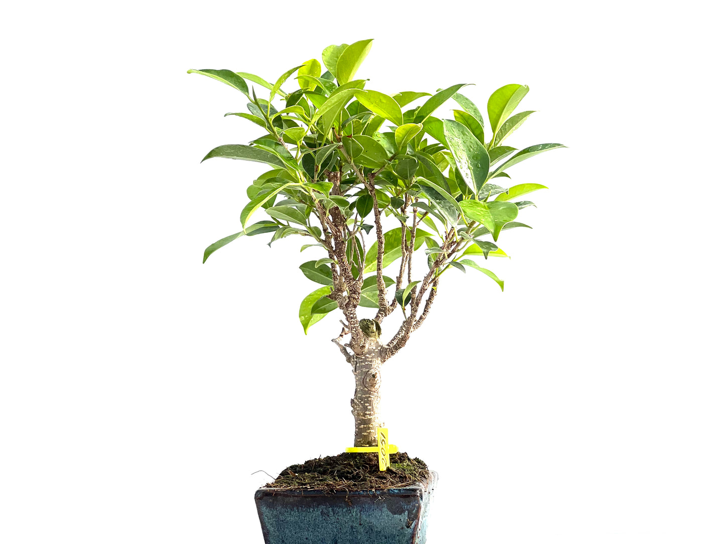 Ficus Tiger Bark 2051