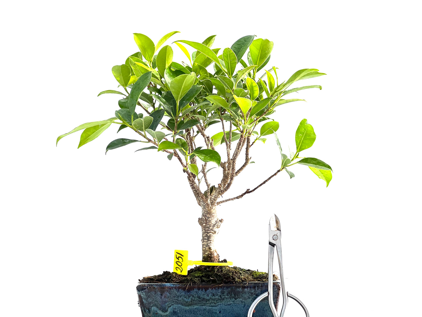 Ficus Tiger Bark 2051