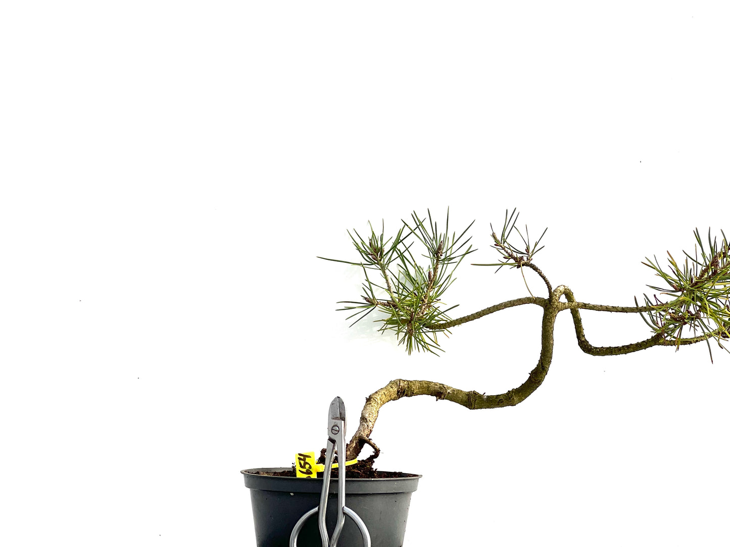 Pinus Sylvestris 3654
