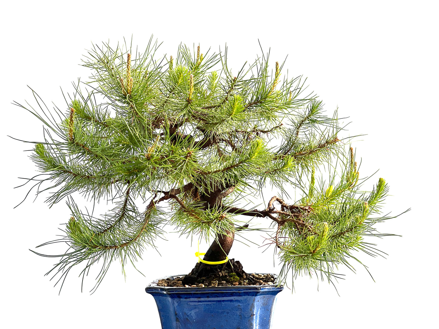 Pinus Halepensis 2053