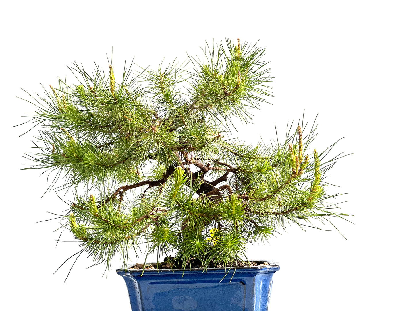 Pinus Halepensis 2053