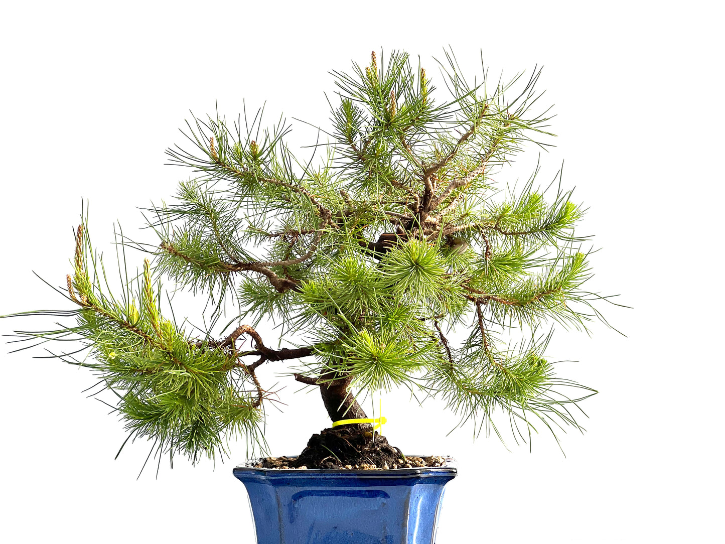 Pinus Halepensis 2053