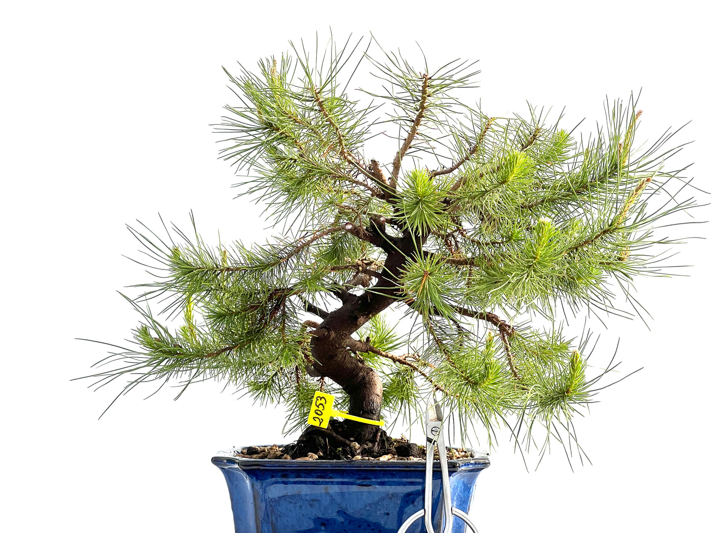 Pinus Halepensis 2053