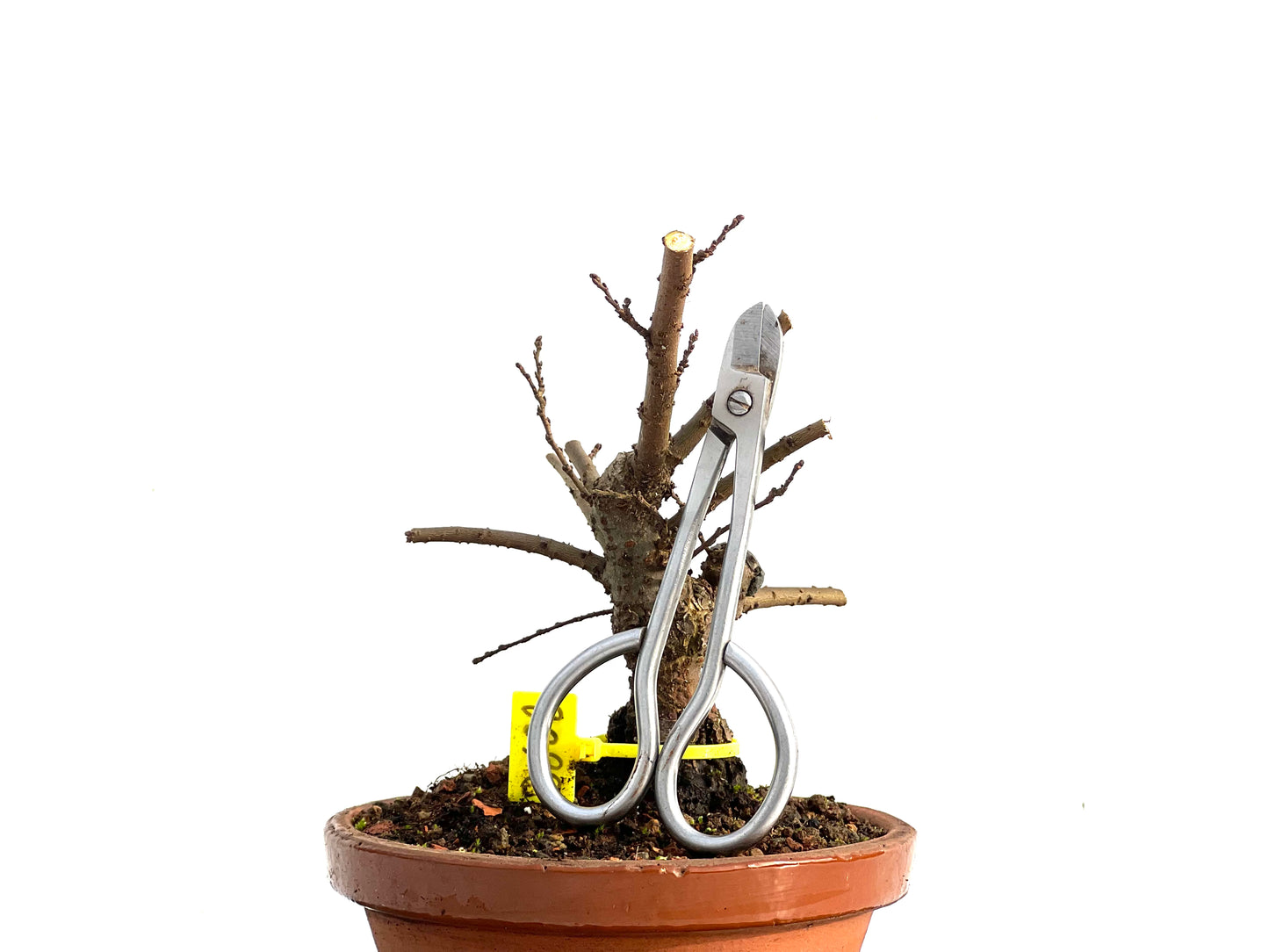 Olmo Nire Keyaki 3602