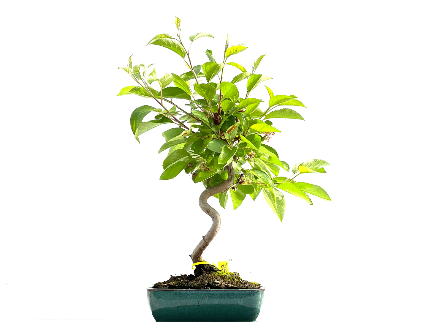 Malus Everest 2056