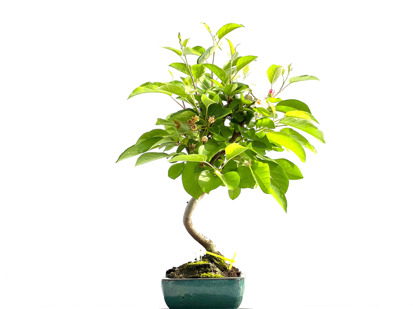 Malus Everest 2056