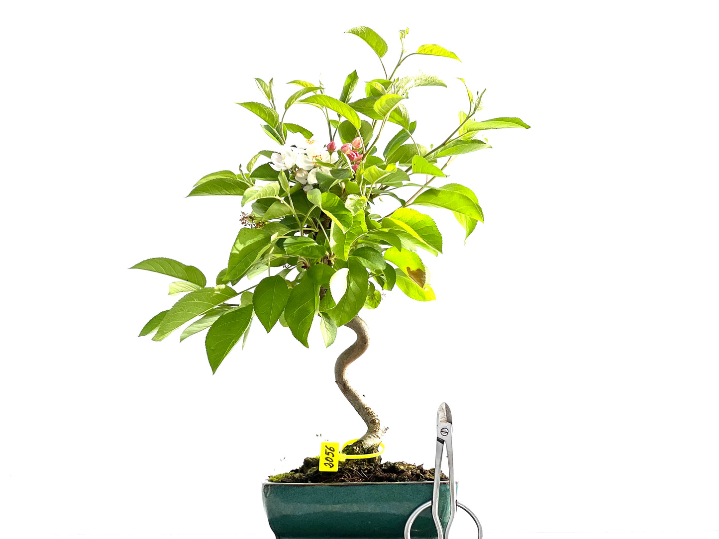 Malus Everest 2056