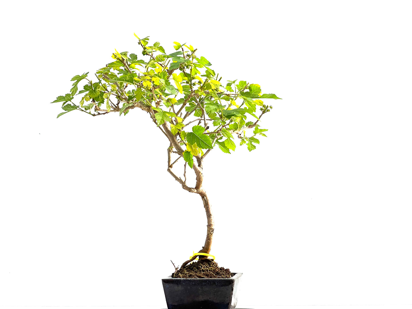 Morus Alba 2057