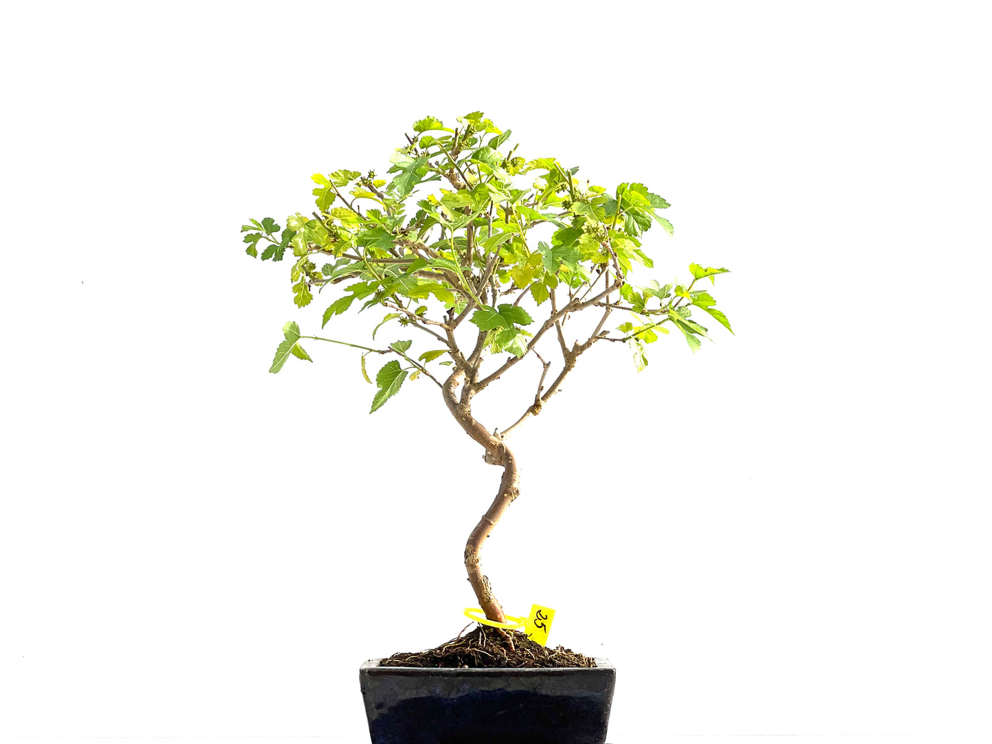 Morus Alba 2057