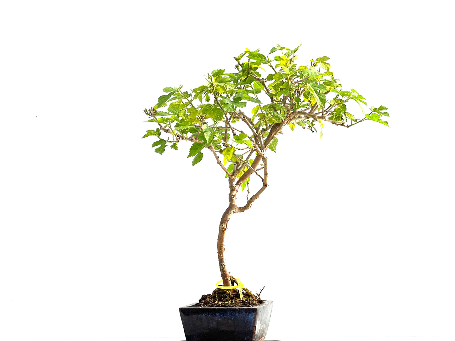 Morus Alba 2057