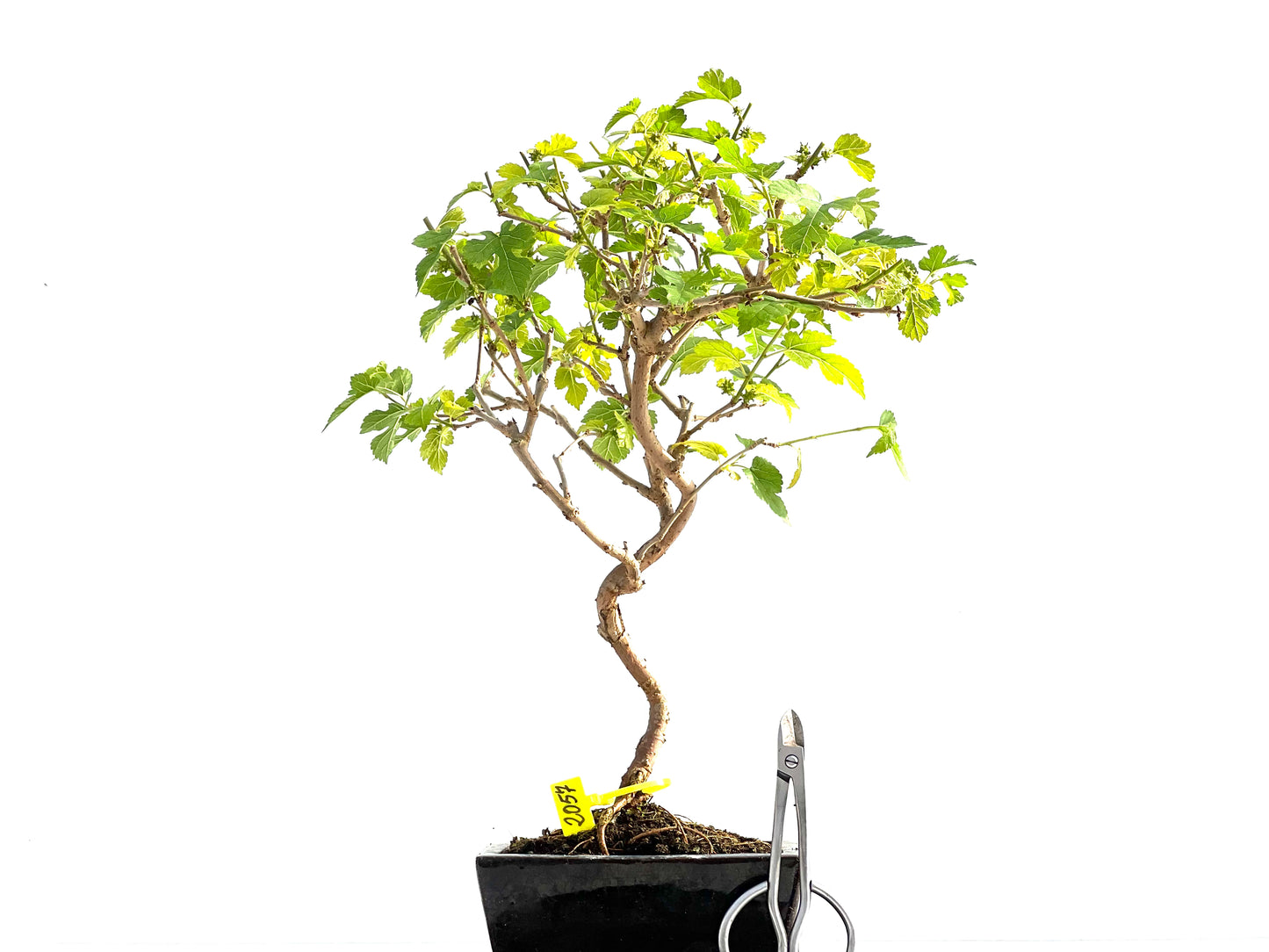 Morus Alba 2057