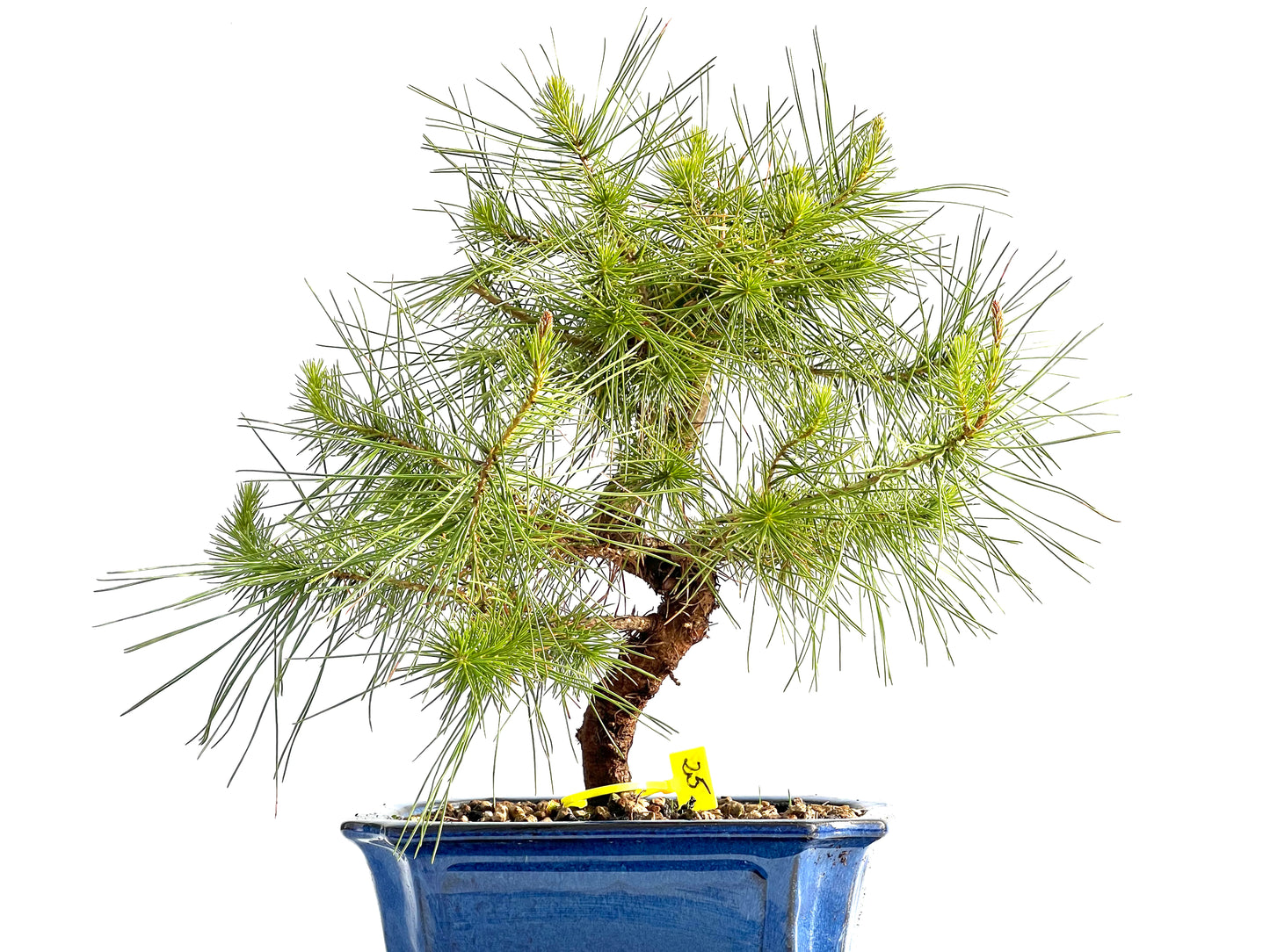 Pinus Halepensis 2059