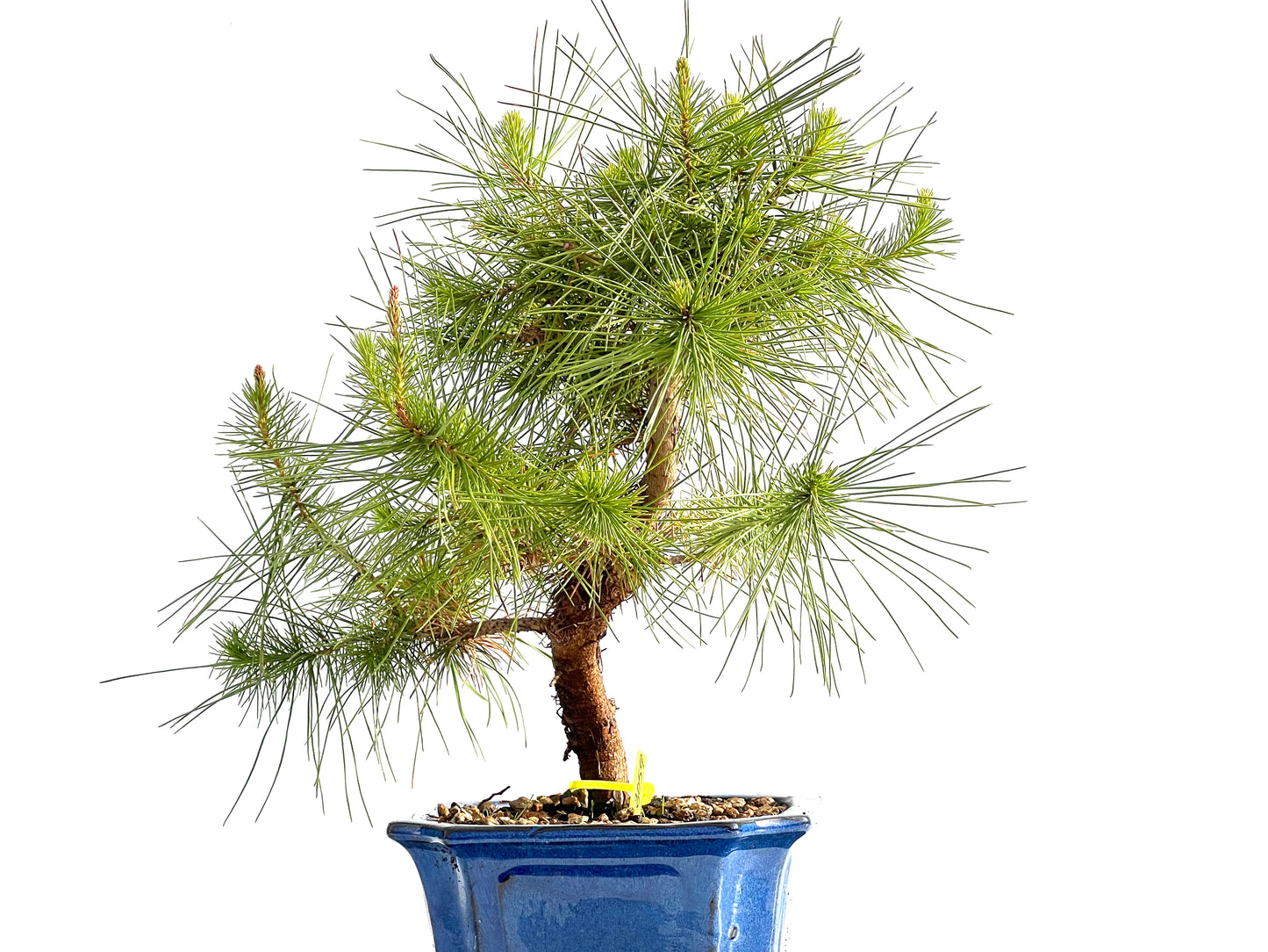 Pinus Halepensis 2059
