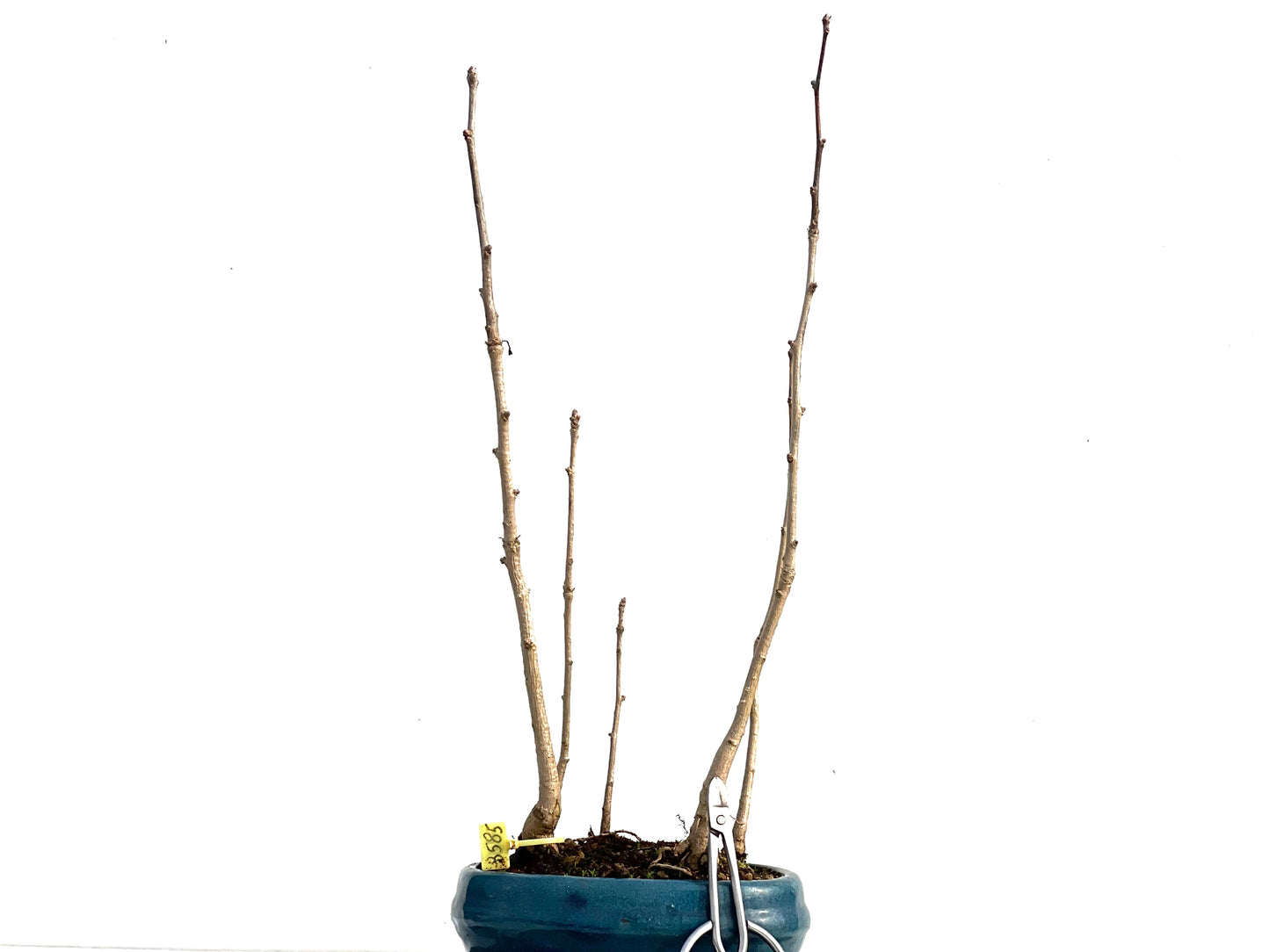 Bosque Ginkgo Biloba 3585