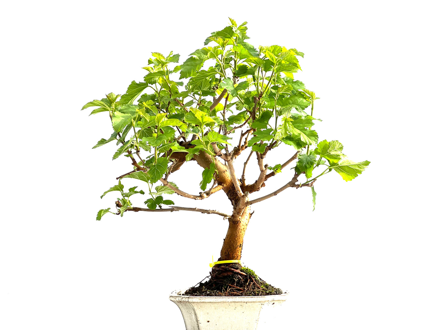 Morus Alba 2061