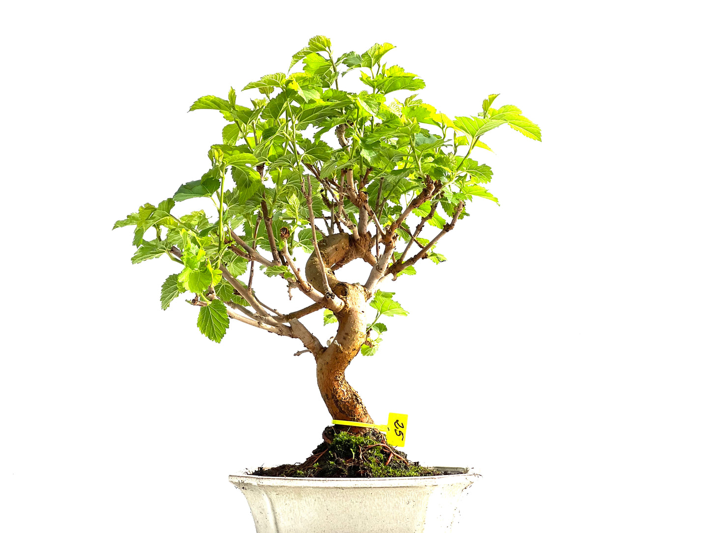 Morus Alba 2061