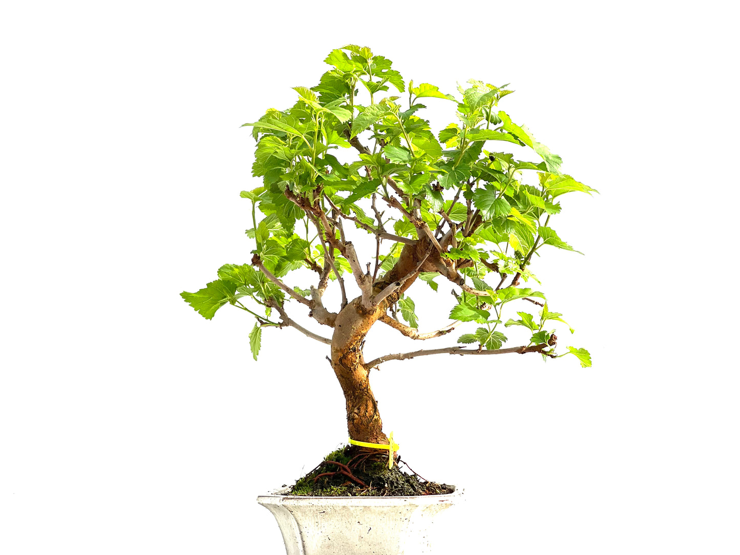 Morus Alba 2061