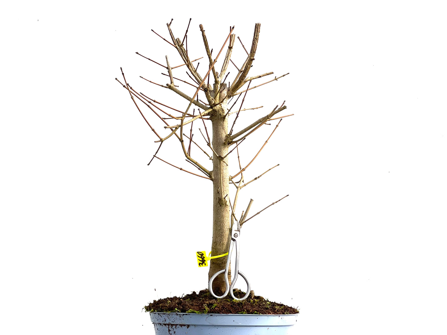 Acer Campestris 3660