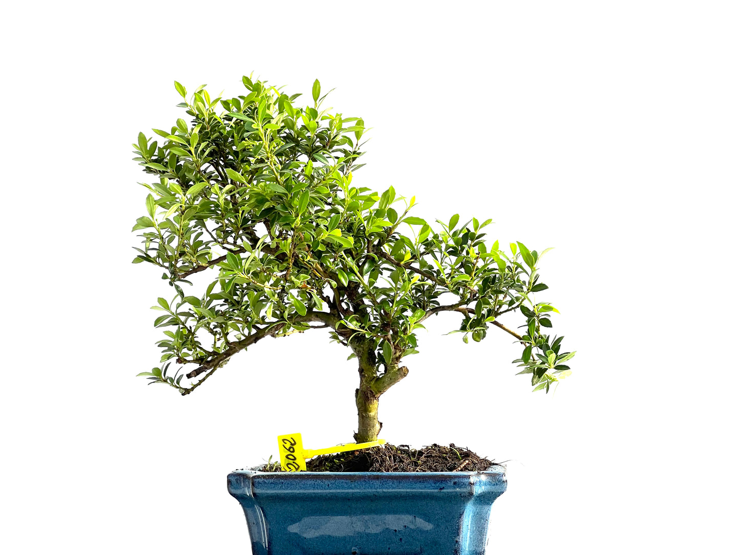 Ilex Microphylla 2062