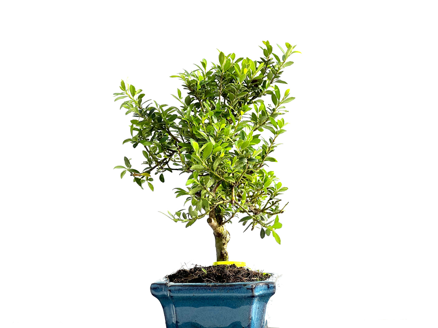 Ilex Microphylla 2062