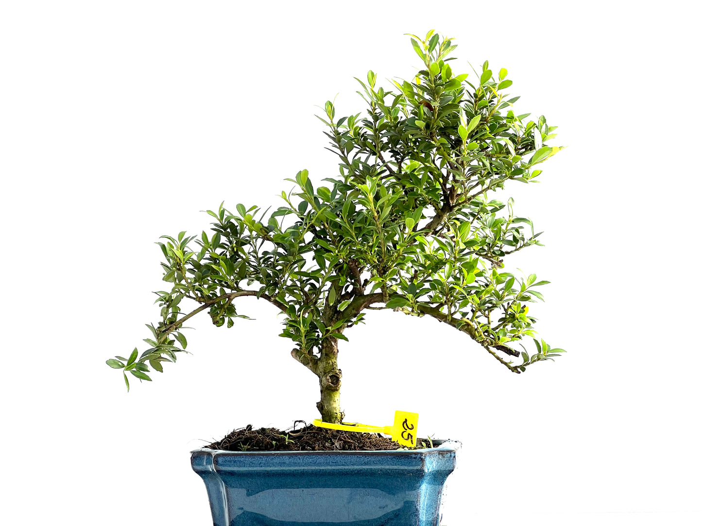 Ilex Microphylla 2062