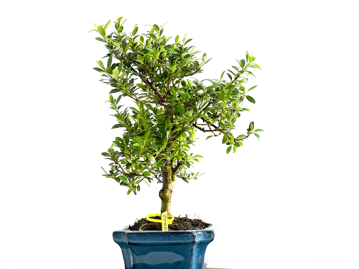 Ilex Microphylla 2062
