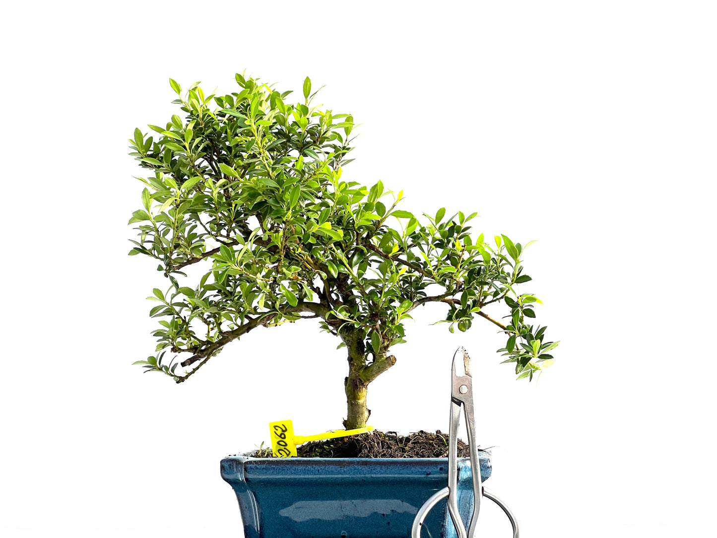 Ilex Microphylla 2062