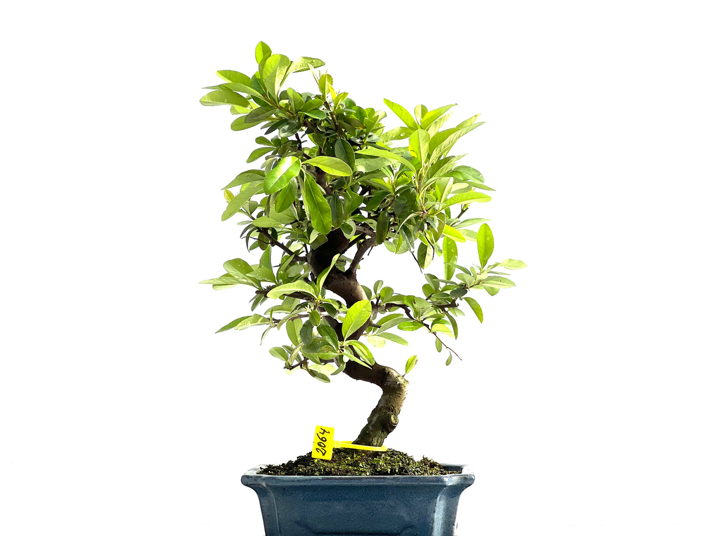 Piracantha 2064