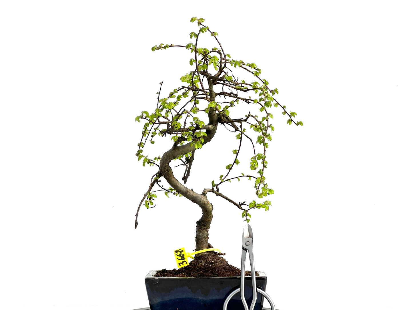 Ulmus Parvifolia 3662