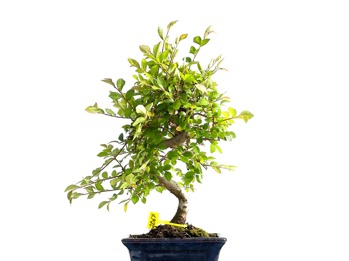Ulmus Parvifolia 2067