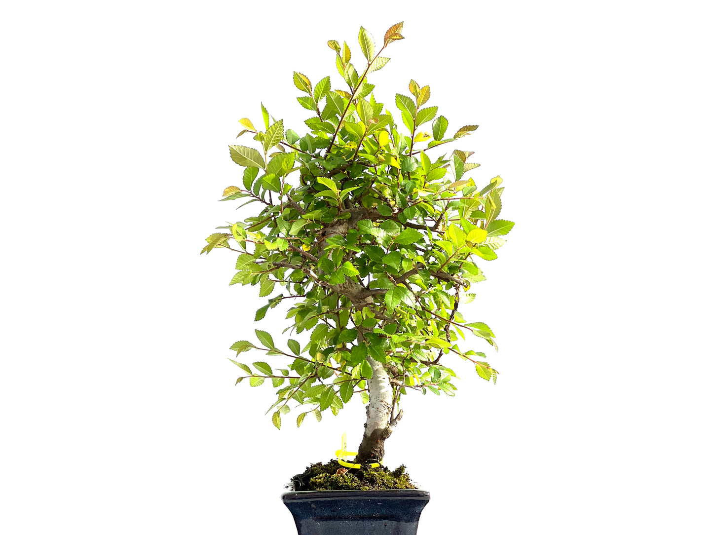 Ulmus Parvifolia 2067