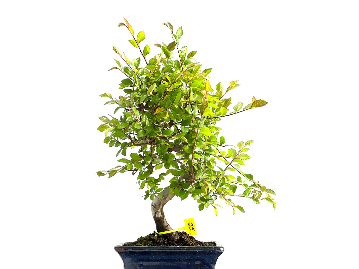 Ulmus Parvifolia 2067