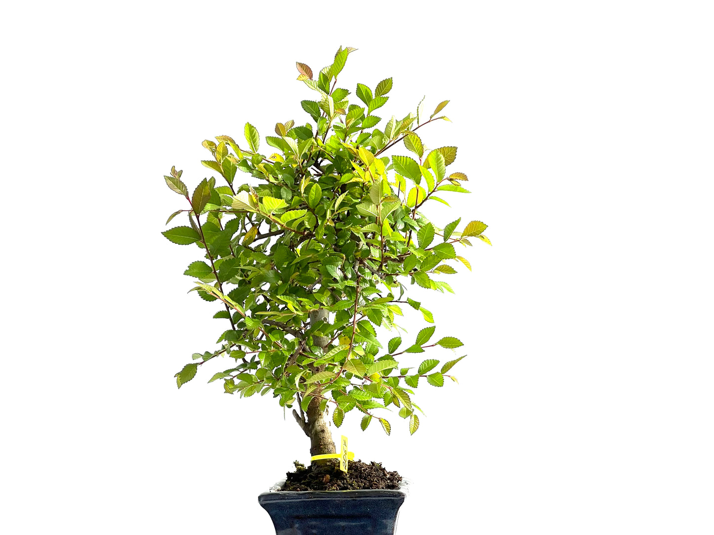Ulmus Parvifolia 2067